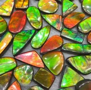 ammolite identification.